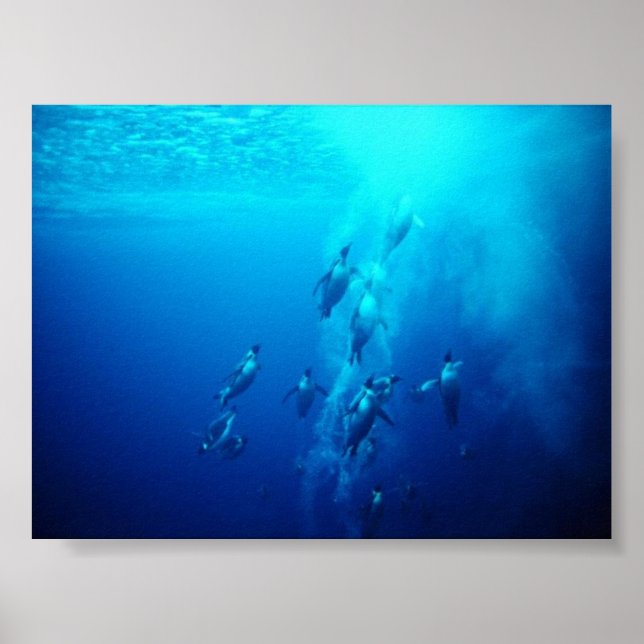 penguin poster (Framsidan)