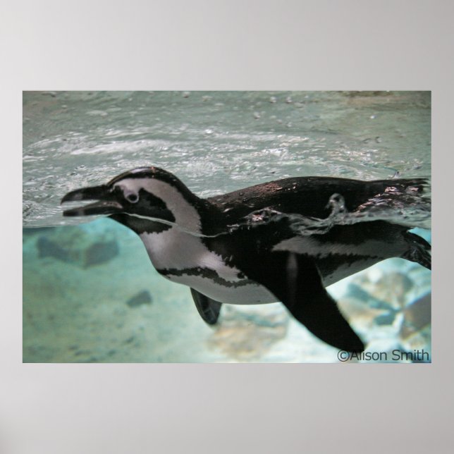 Penguin Poster (Framsidan)