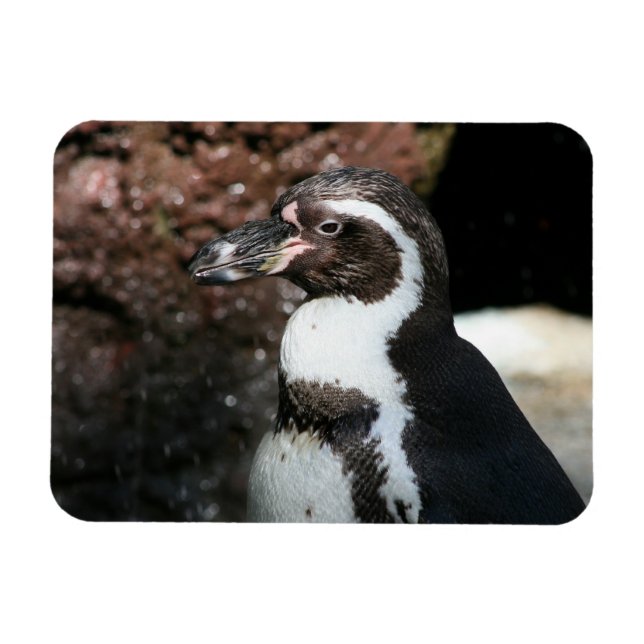 Penguin Premium Magnet (Horisontell)
