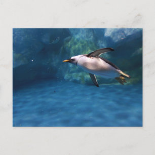 Penguin Swimming Underwater Vykort