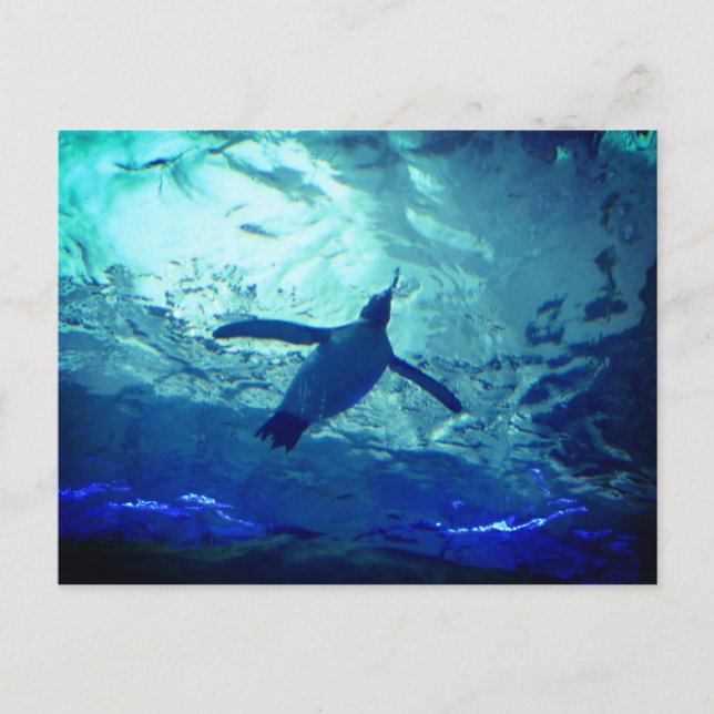 Penguin Swimming-vykort Vykort (Framsida)