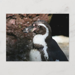 Penguin vykort