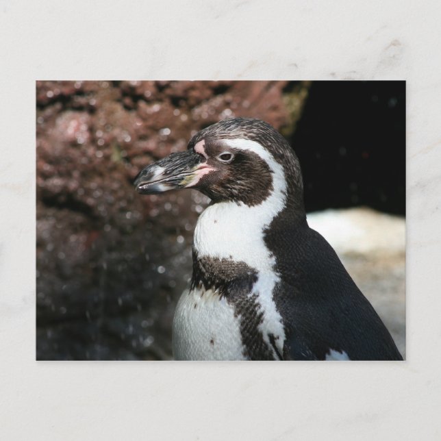 Penguin vykort (Framsida)