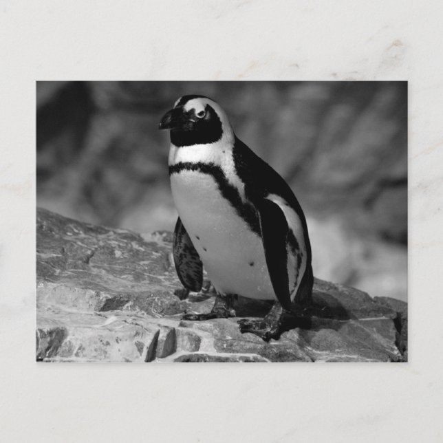 Penguin Vykort (Framsida)