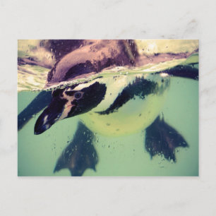 Penguin Vykort