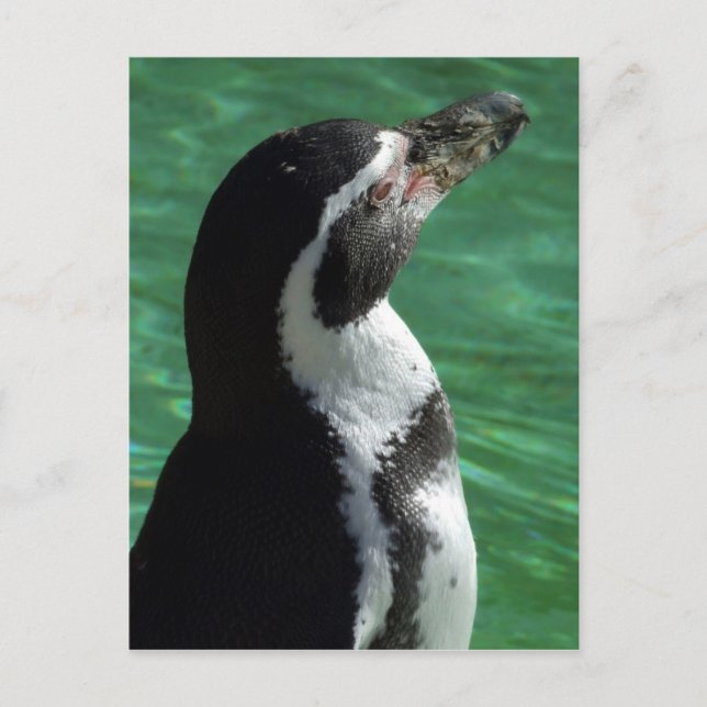 Penguin vykort (Framsida)