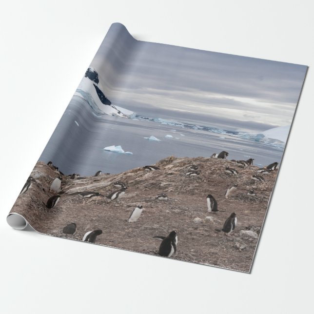 PENGUINER BESIDE SEA PRESENTPAPPER (Utrullad)