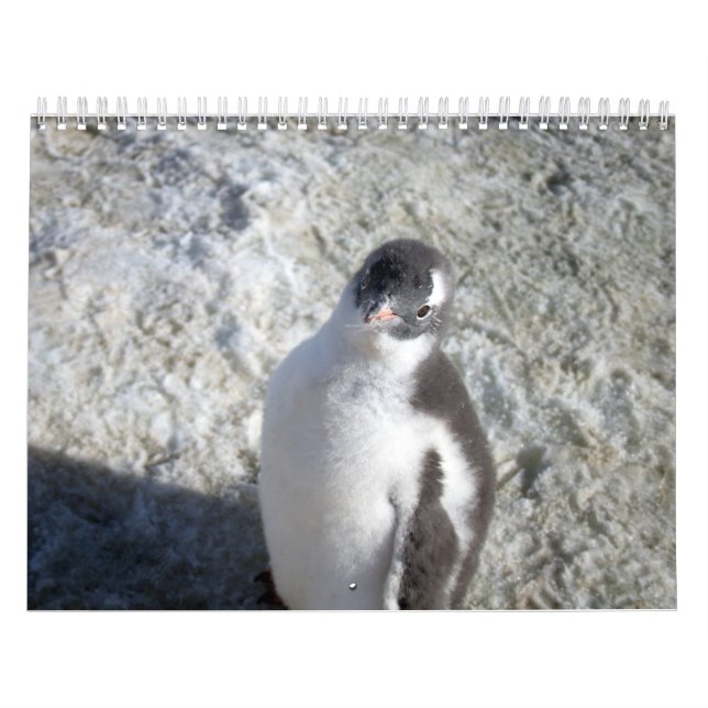 Penguiner från Antarctica Kalender (Omslag)