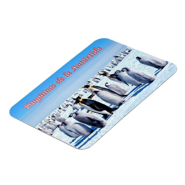 Penguiner från Antarctica - Magnet (Vänstra Sidan)