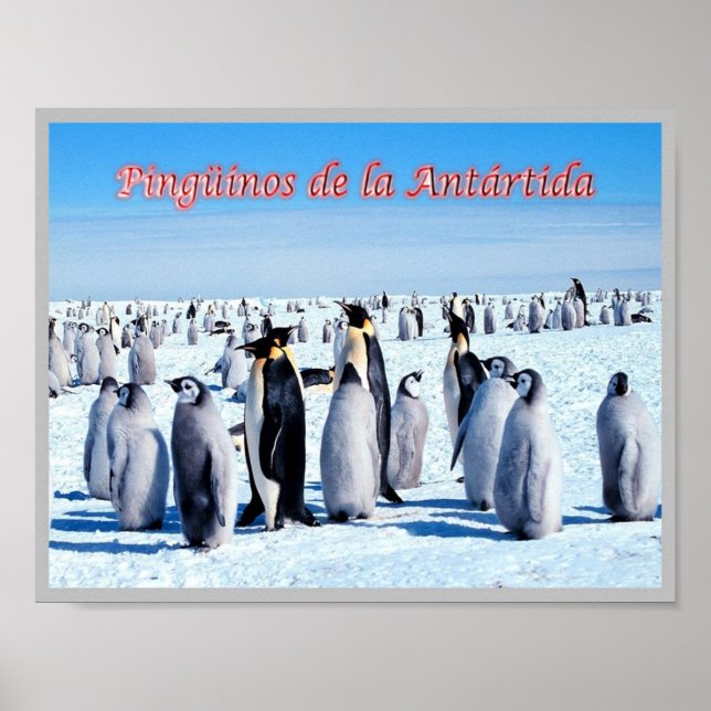 Penguiner från Antarctica - Poster (Framsidan)