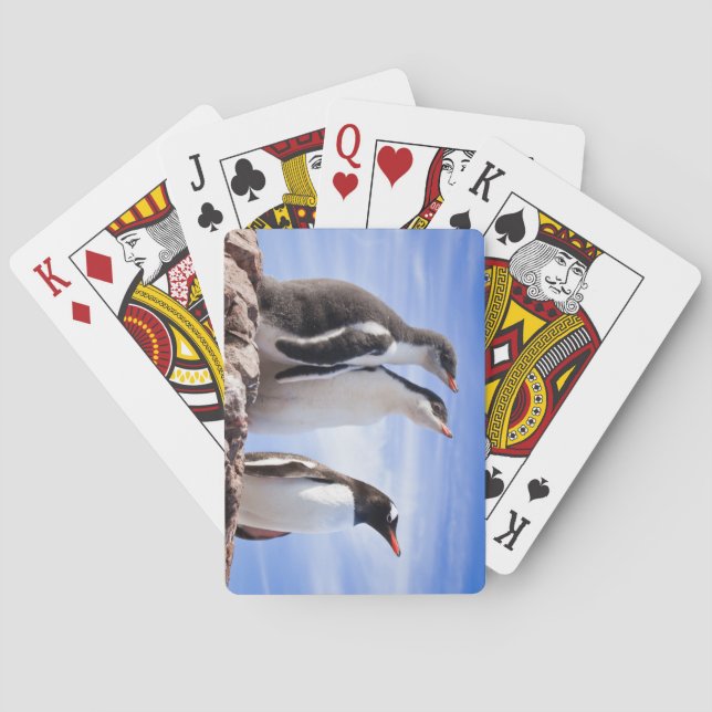 Penguiner i Antarctica Casinokort (Baksidan)