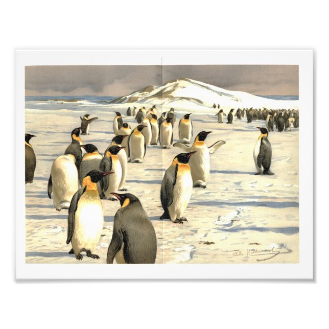 Penguiner i Antarctica illustration Fototryck (Framsidan)