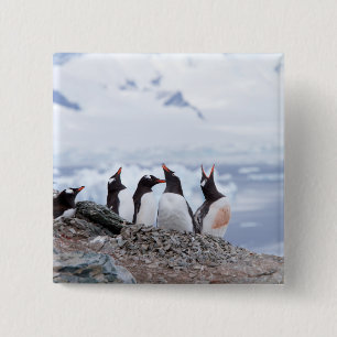 Penguiner i Antarctica Knapp