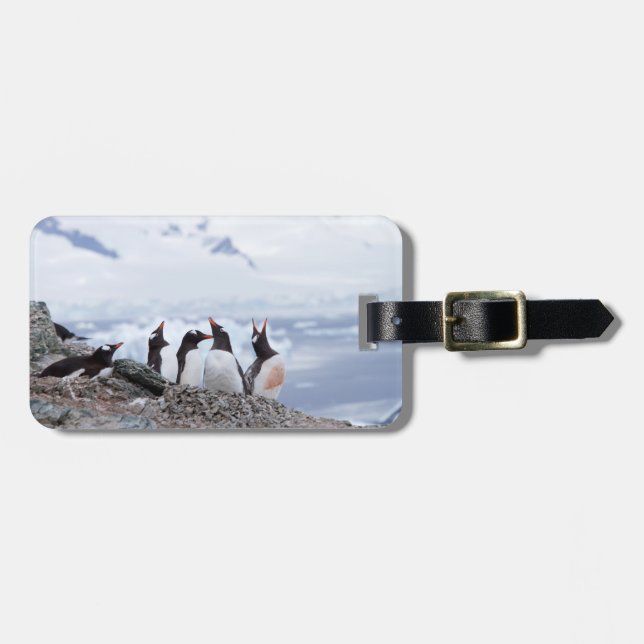 Penguiner i Antarctica-landskapet Bagagebricka (Horisontell Framsida)
