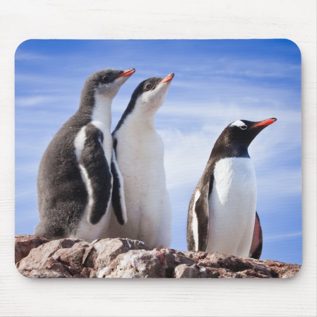 Penguiner i Antarctica Musmatta (Framsidan)