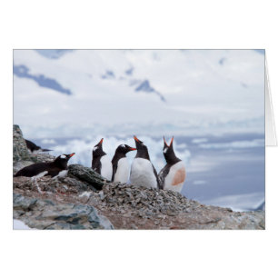 Penguiner i Antarctica OBS Kort