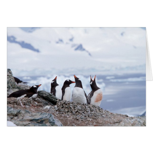 Penguiner i Antarctica OBS Kort (Framsidan Horizontal)