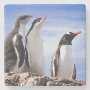 Penguiner i Antarctica Stenunderlägg