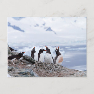Penguiner i Antarctica Vykort