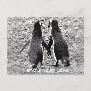 Penguiner i Kärlek Vykort