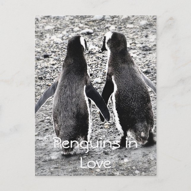 Penguiner i Kärlek Vykort (Framsida)