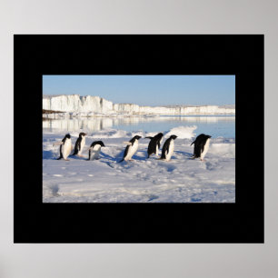 Penguiner Poster