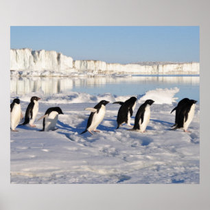 Penguiner Poster