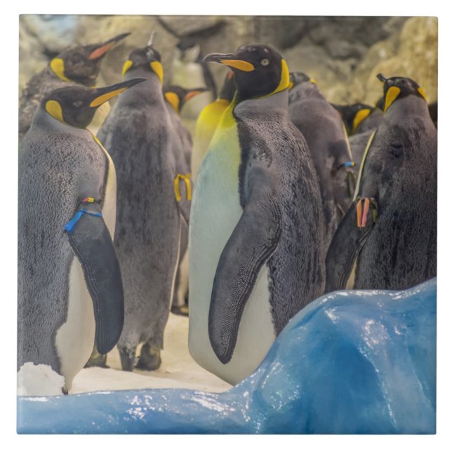 Penguiner vid djurparkens keramiska panel kakelplatta (Framsidan)