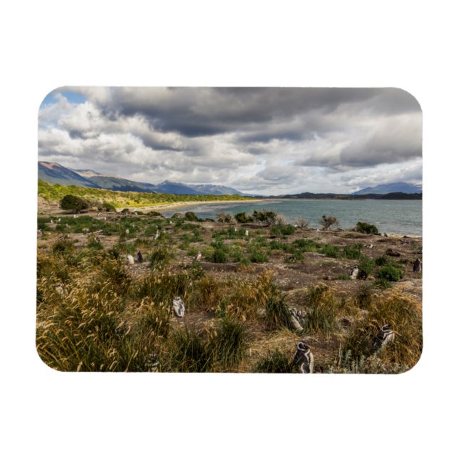 Penguinera Magnet (Horisontell)