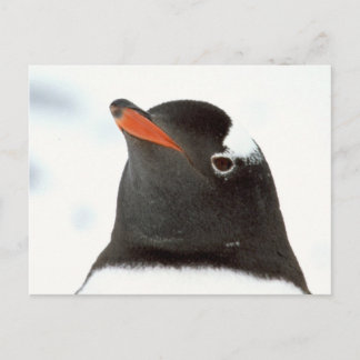 Penguinktastisk Vykort