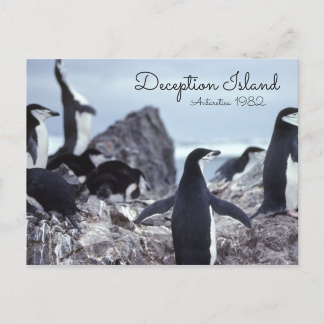 Penguins Antarctica Deception Island Vykort (Framsida)