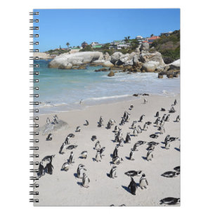 Penguins Boulders Beach Sydlig Afrika Anteckningsbok