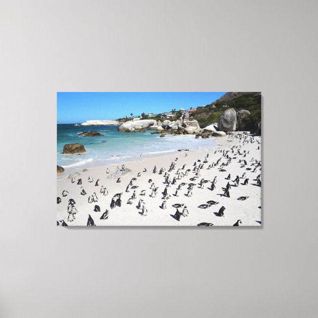 Penguins Boulders Beach | Sydlig Afrika Canvastryck (Framsida)