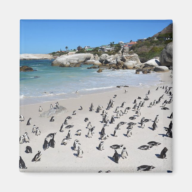 Penguins Boulders Beach | Sydlig Afrika Magnet (Framsidan)