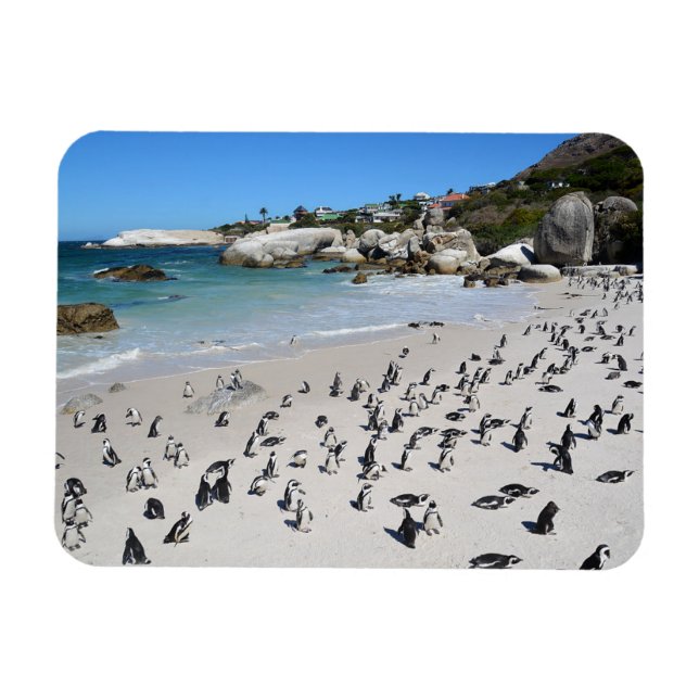 Penguins Boulders Beach | Sydlig Afrika Magnet (Horisontell)