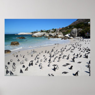 Penguins Boulders Beach Sydlig Afrika Poster