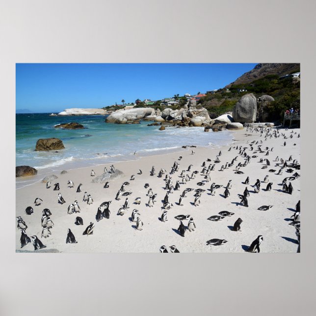 Penguins Boulders Beach | Sydlig Afrika Poster (Framsidan)