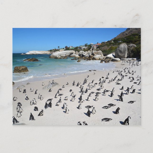 Penguins Boulders Beach | Sydlig Afrika Vykort (Framsida)