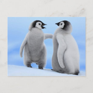 Penguins chatt - vykort