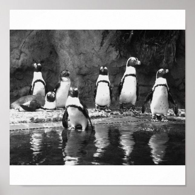 Penguins Galore Poster (Framsidan)