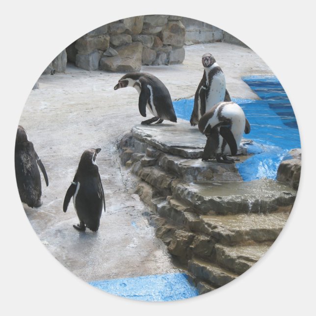 Penguins-gruppen Runt Klistermärke (Framsida)