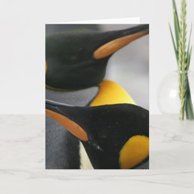 Penguins hälsningskort kort (Framsida)
