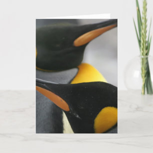 Penguins hälsningskort kort