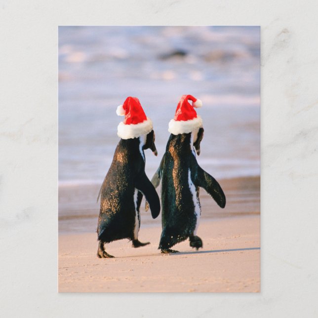 Penguins i Santa Hats på stranden Helg Vykort (Framsida)