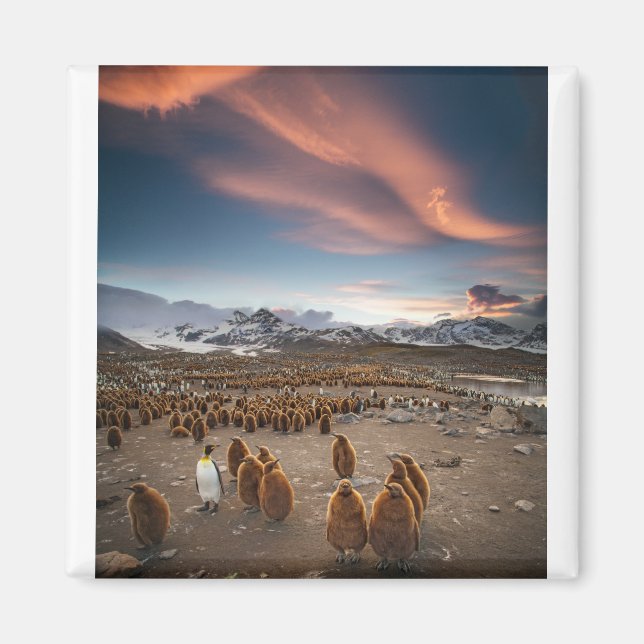 Penguins i Sunset Magnet (Framsidan)