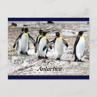 Penguins in frigid Antartic Vykort