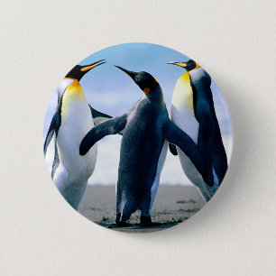 Penguins Knapp