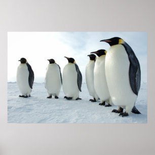 Penguins mars poster