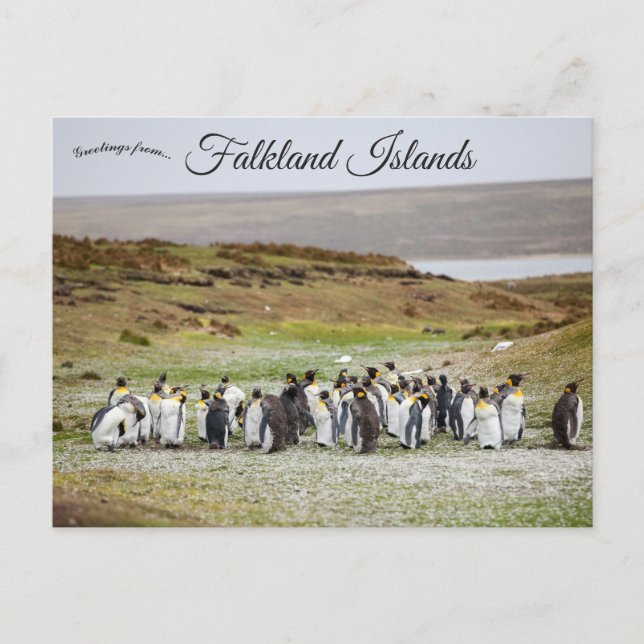 Penguins on Falkland Islands Vykort (Framsida)