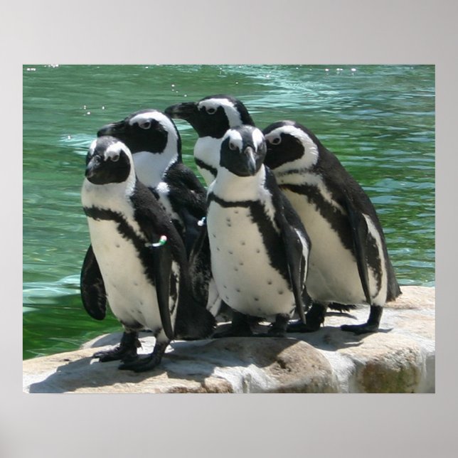 Penguins Photo Print Poster (Framsidan)